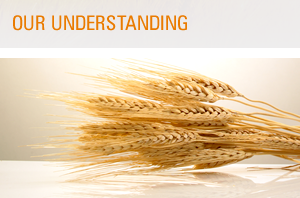 Our Understanding Our Understanding