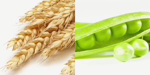 wheat, barley, peas and canola wheat, barley, peas and canola